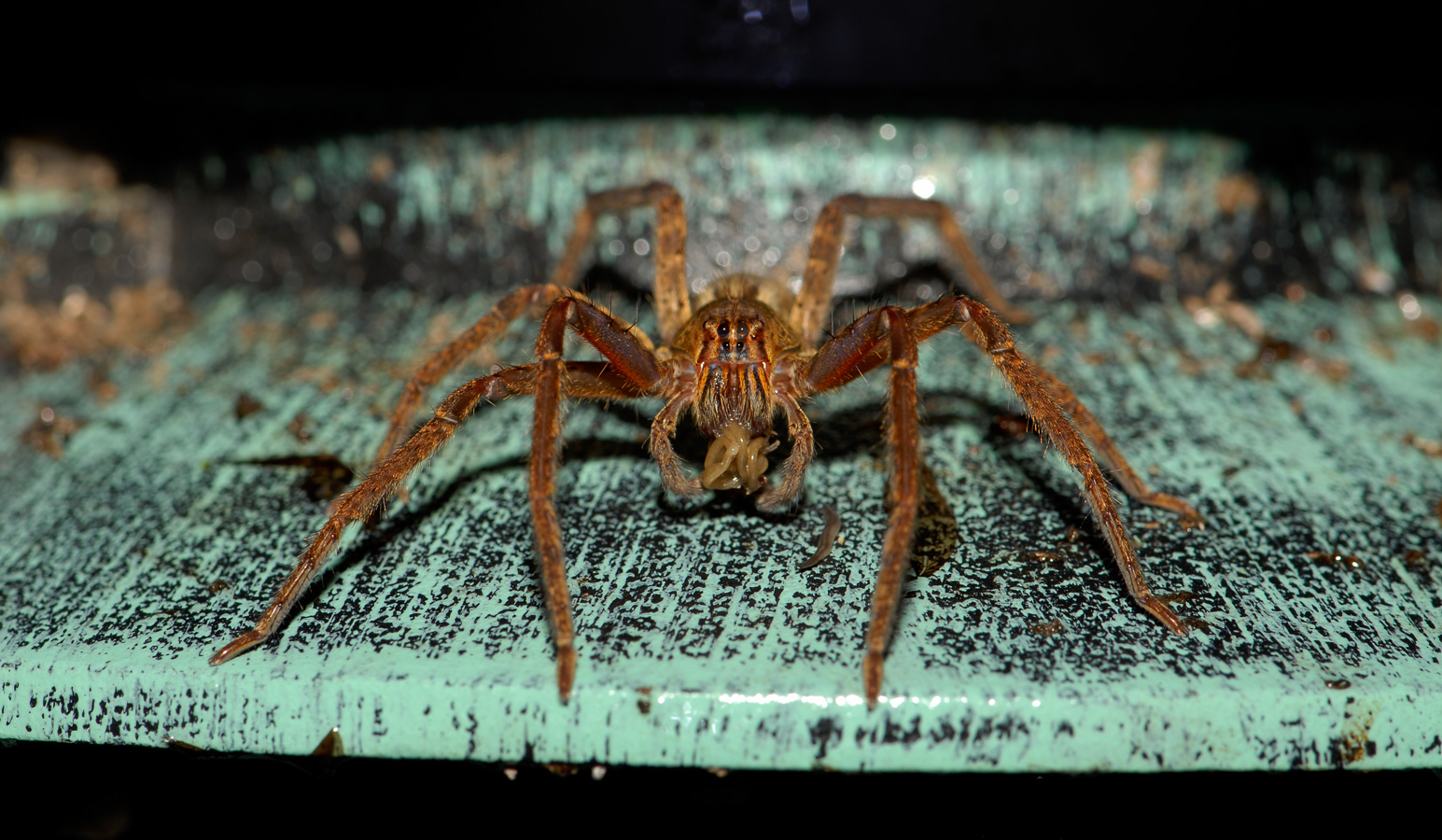 Pacuare Lodge [105 mm, 1/60 sec at f / 11, ISO 100]